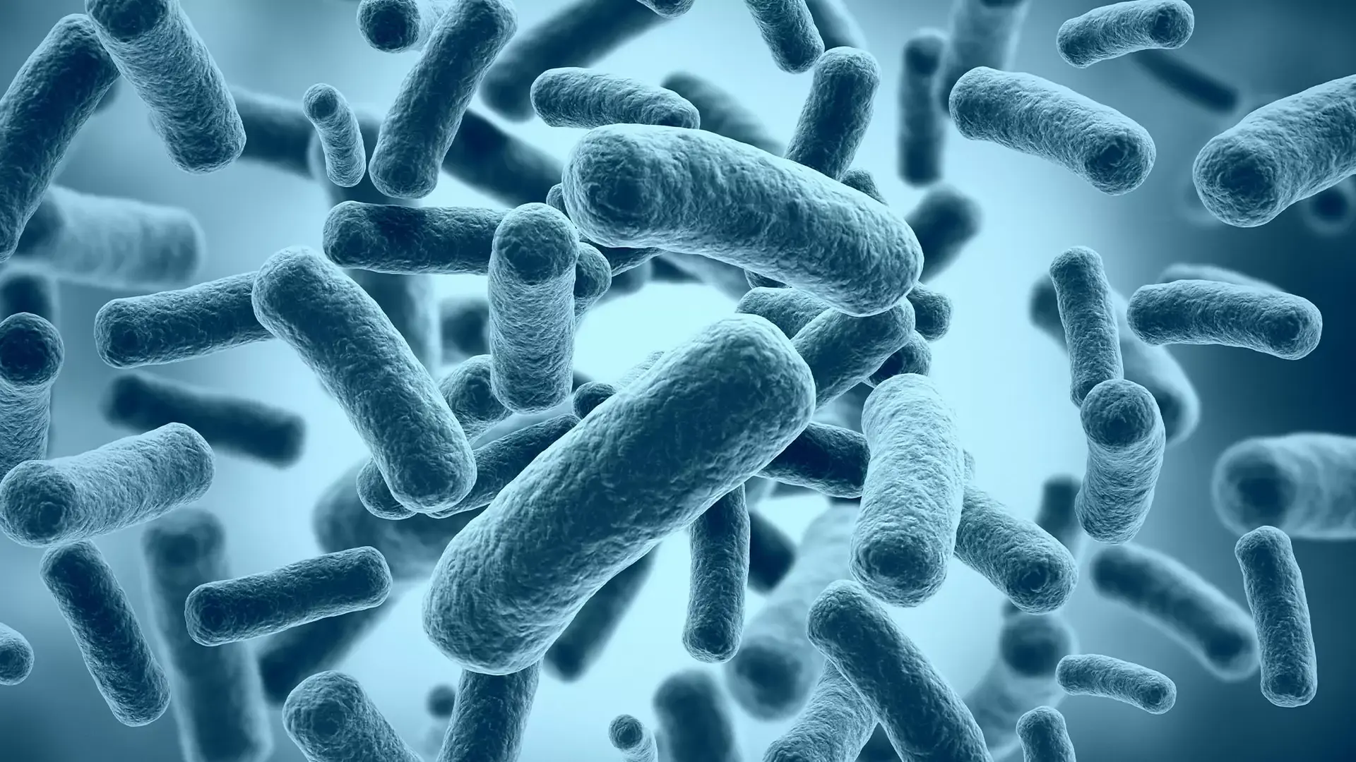 Akkermansia muciniphila