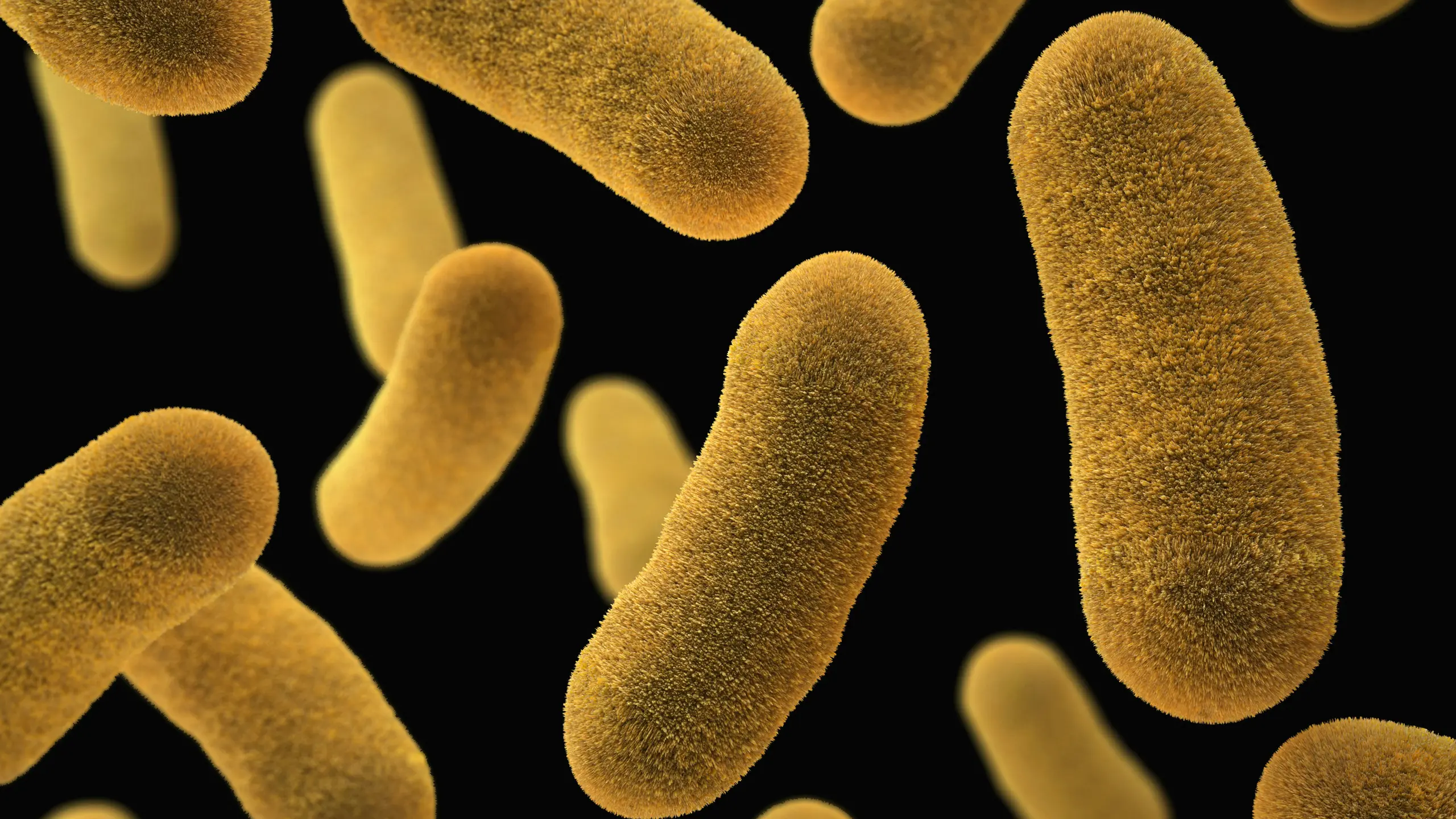 Yersinia enterocolitica