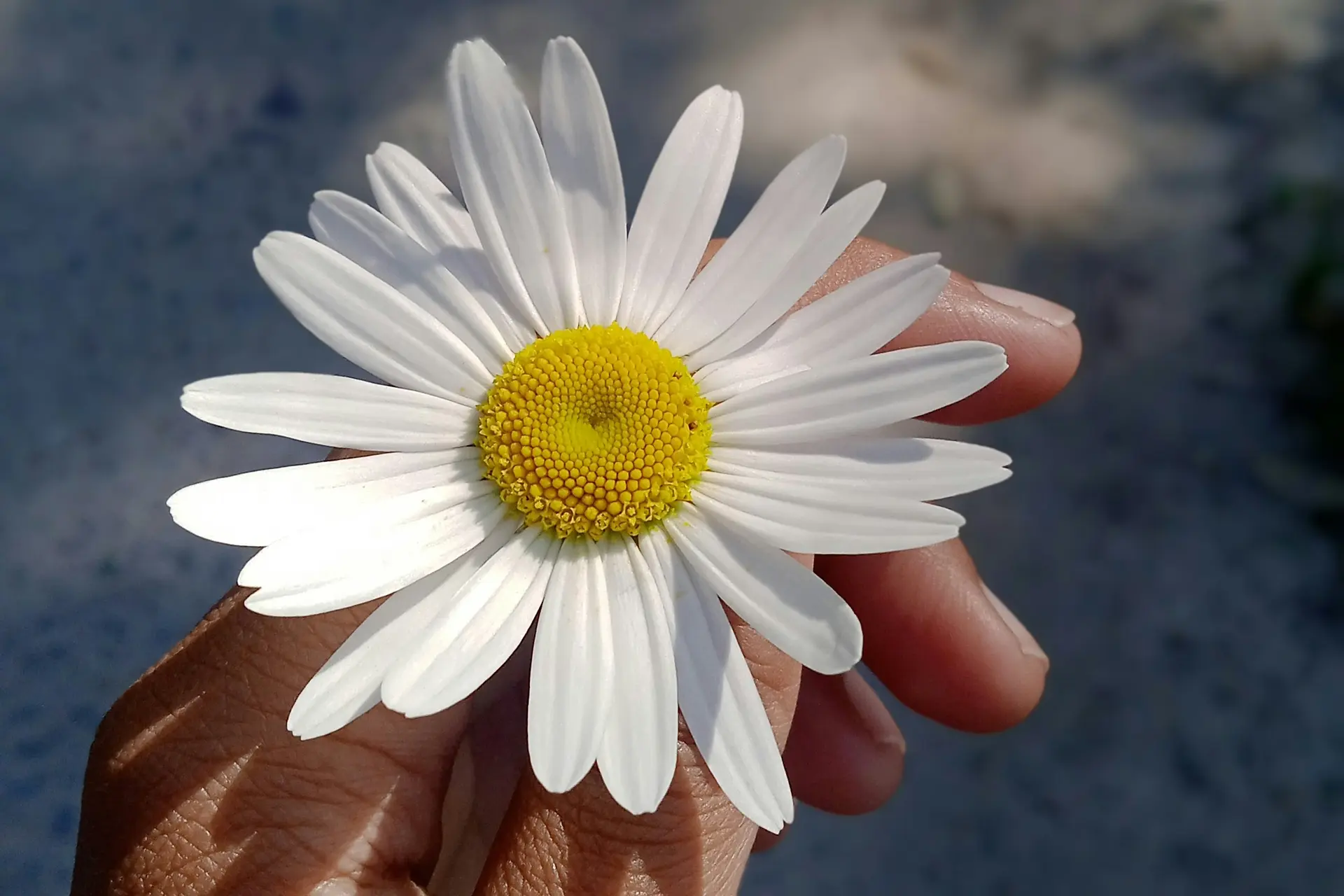 A person holding a daisy in their hand