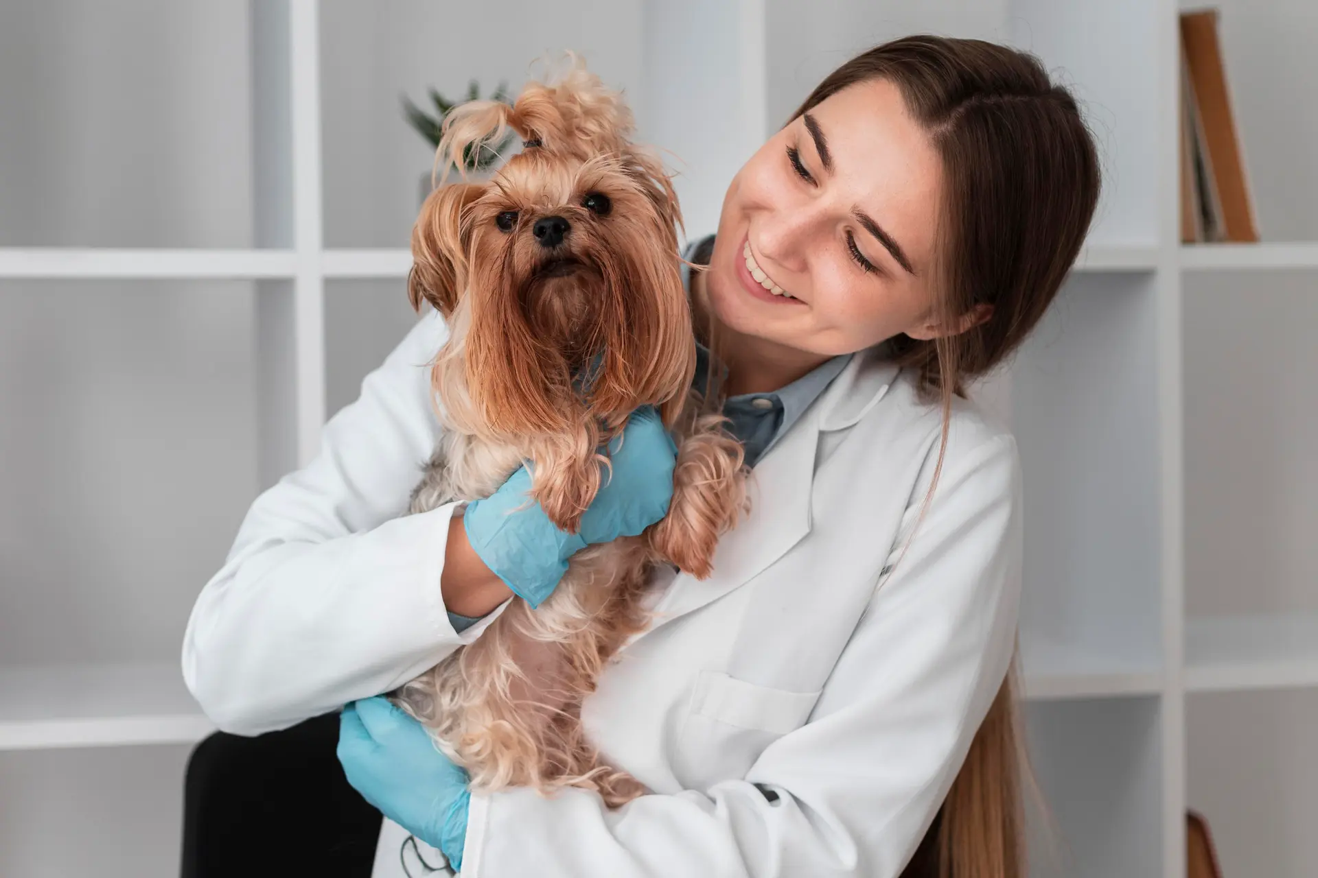 Veterinarian checking puppy's health