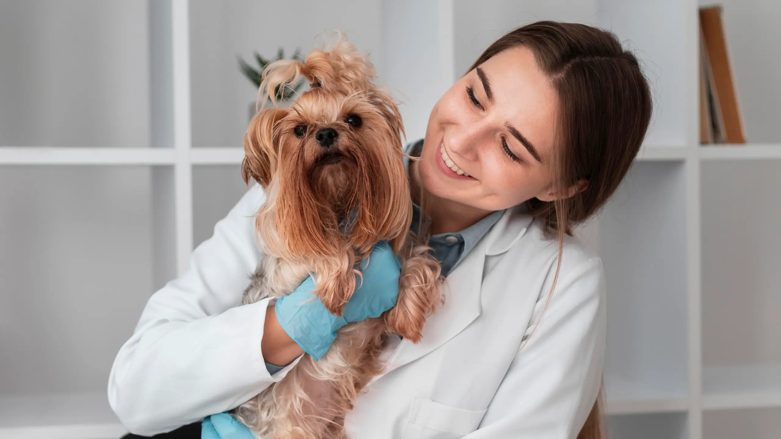Veterinarian checking puppy's health